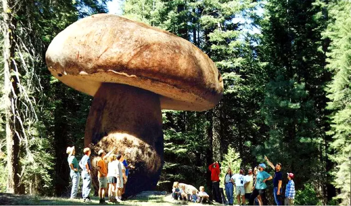 ABD\'de Dünyanın En Büyük Mantarı Bulundu: 2 Bin 200 Hektar Alanı Kaplıyor