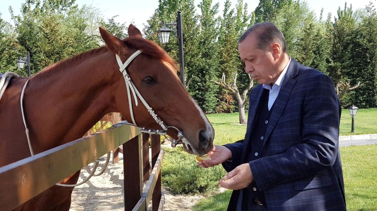 Başdanışmanı, Cumhurbaşkanı Erdoğan\'ın Ata Binme Fotoğraflarını Paylaştı
