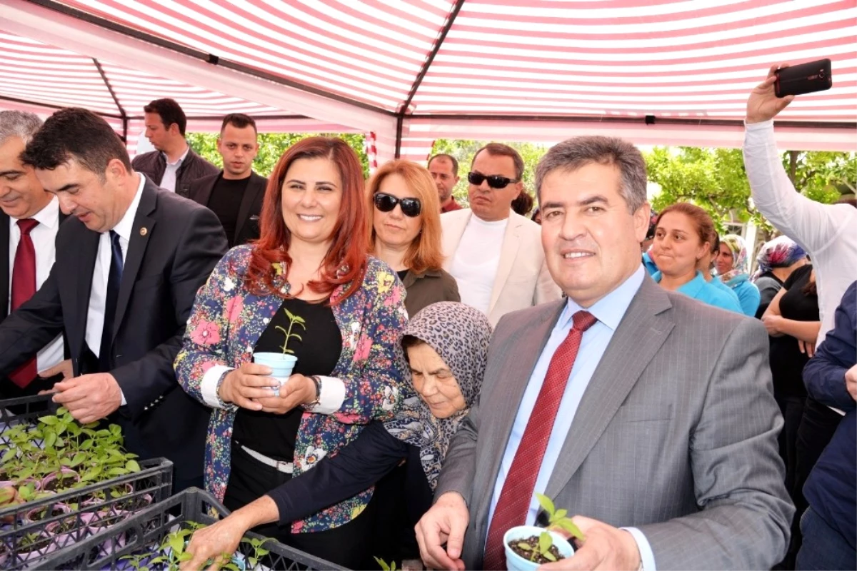 Başkan Çerçioğlu Buharkent\'te Yerli Fide Dağıttı