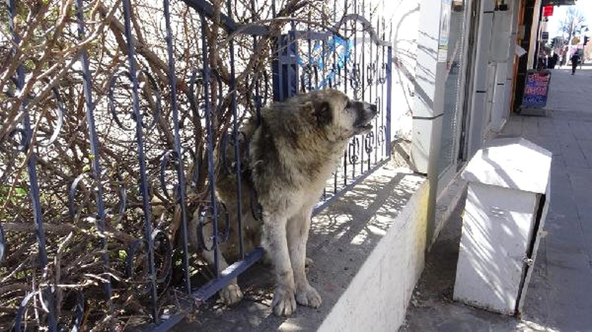 İtfaiye, Demir Parmaklıklara Sıkışan Köpeği Kurtardı