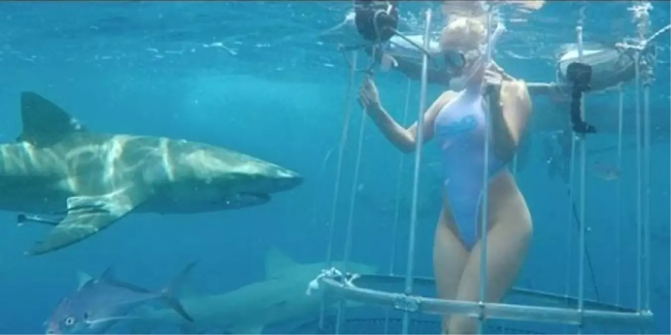 Kafese Girdi Köpek Balıkları Saldırdı!