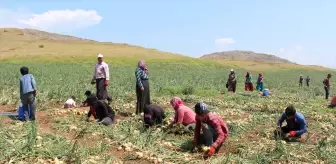 Kuru Soğanda İhracat Beklentisi