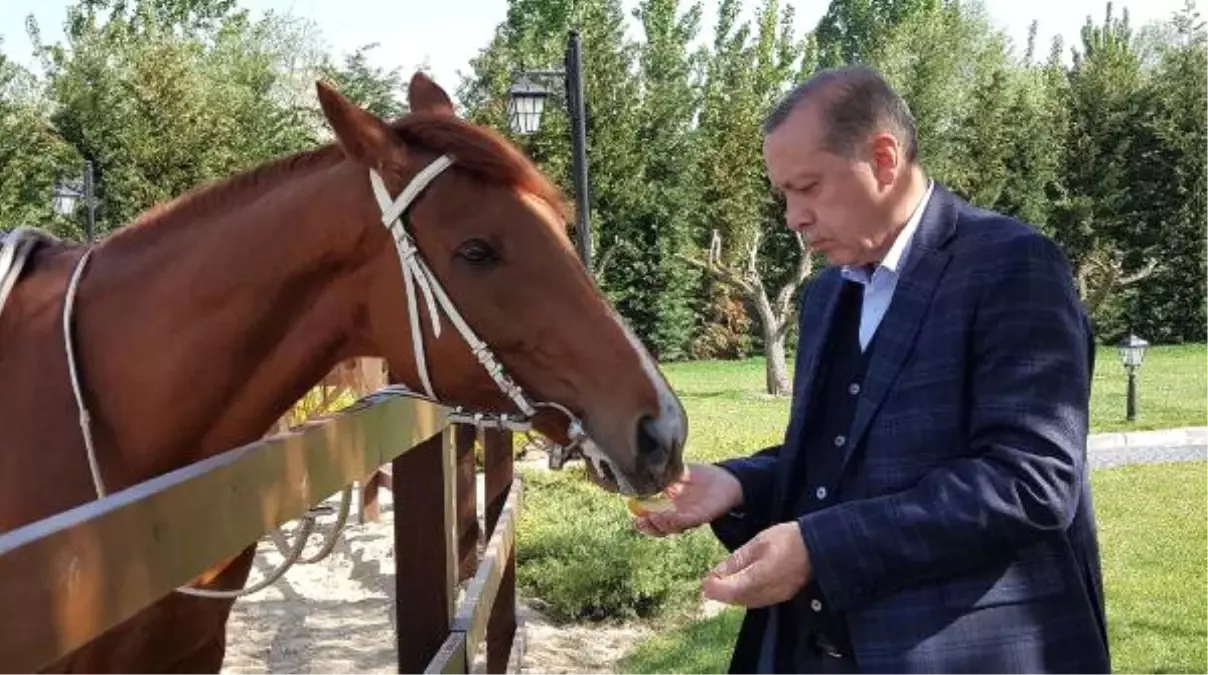 Mustafa Varank, Cumhurbaşkanı Erdoğan\'ın At Binerken Fotoğraflarını Paylaştı