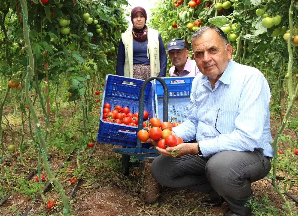 Üreticiler Domatesteki Fiyat Artışından Memnun