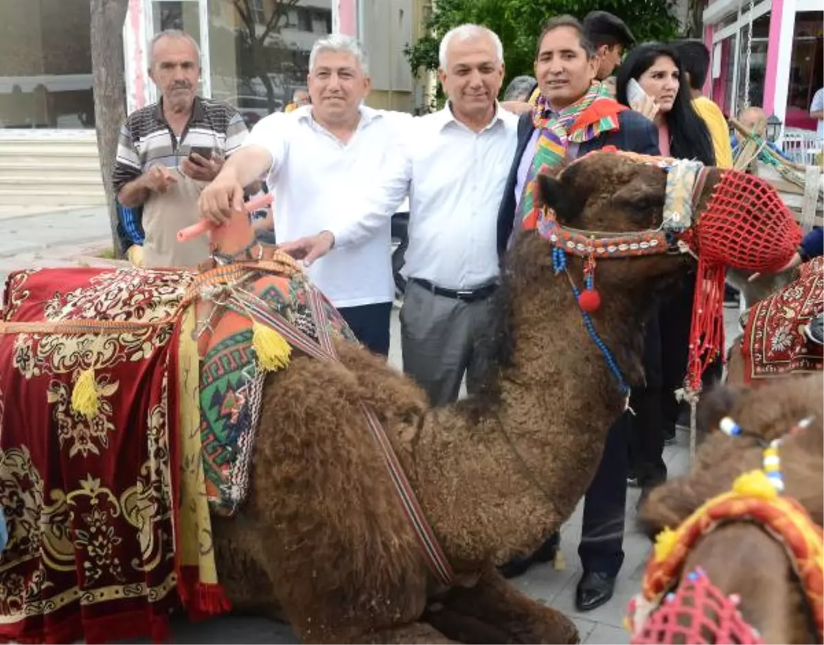 Yörükler Develerle Sokağa Çıktı