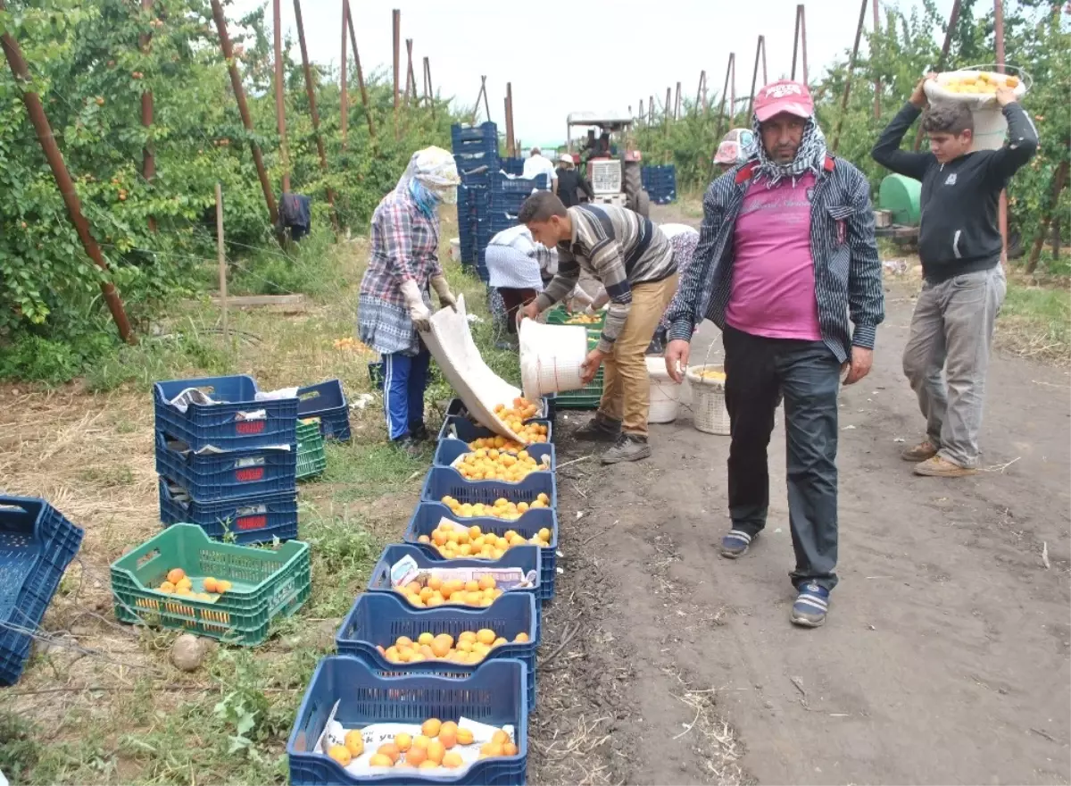 Hatay\'da Kayısı Hasadı Başladı