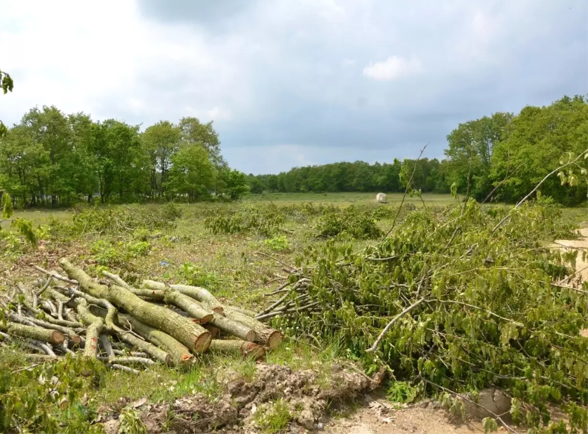Silivri\'de Ormanlık Alandaki Ağaçların Kesilmesine Tepki