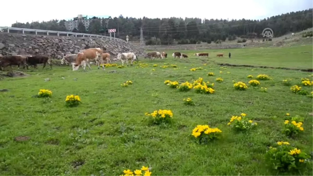 Yağmur Çobanların Işini Zorlaştırıyor