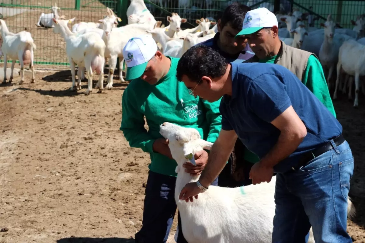 4 Bin Lira Maaşla Çoban Yetiştiriyorlar