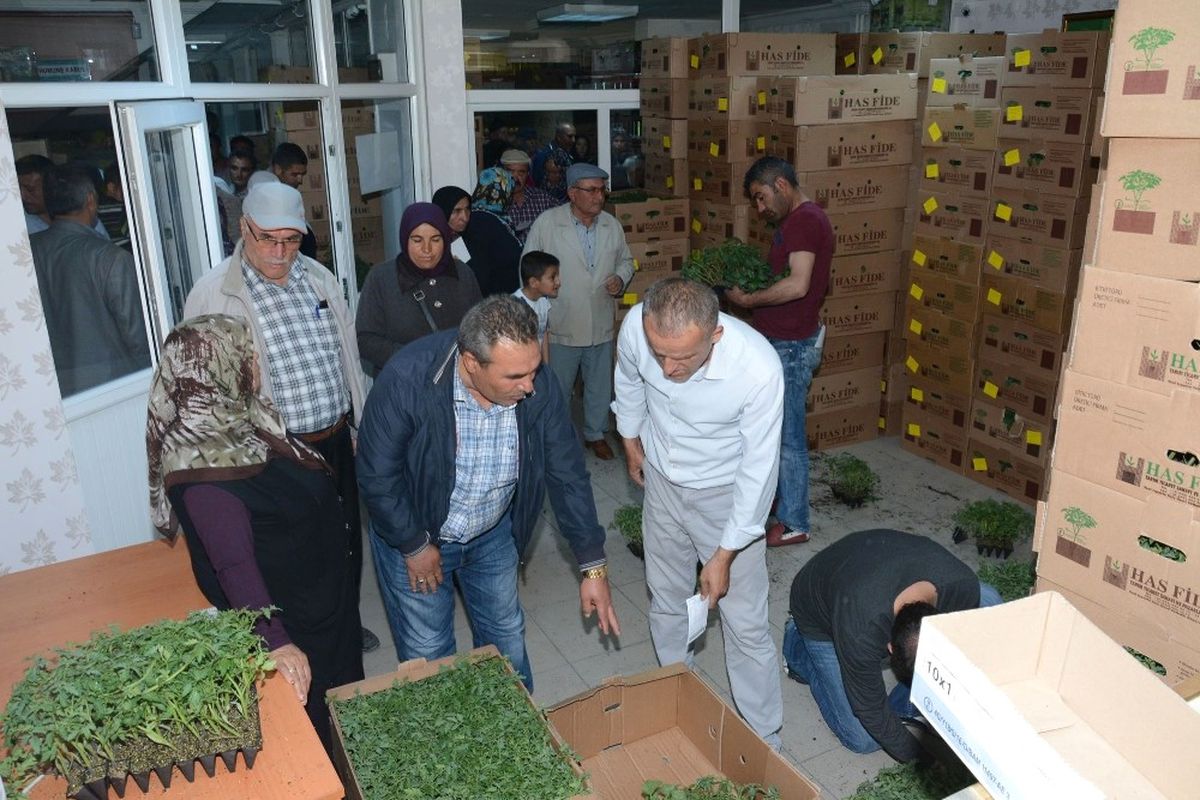 Aksaray\'da Çiftçilere 700 Bin Adet Sebze Fidesi Dağıtıldı