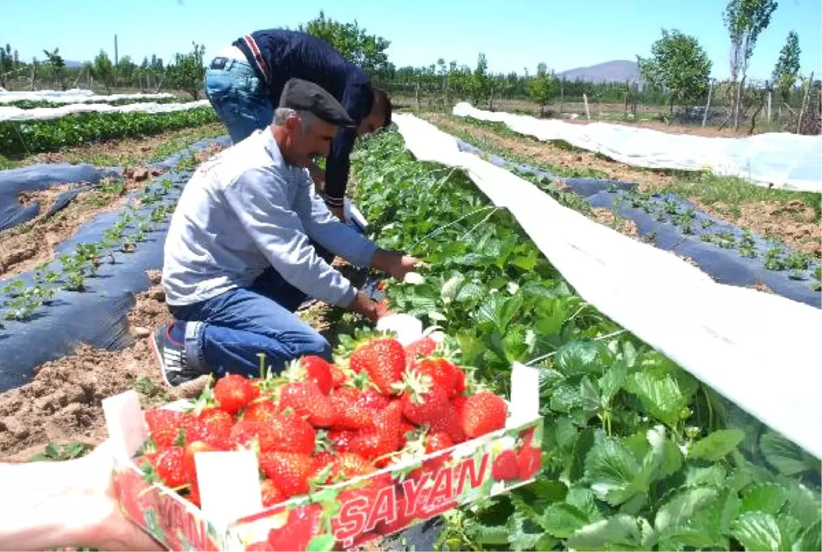 Çilek Üretimine 500 Kökle Başladı, 25 Dekara Çıkardı