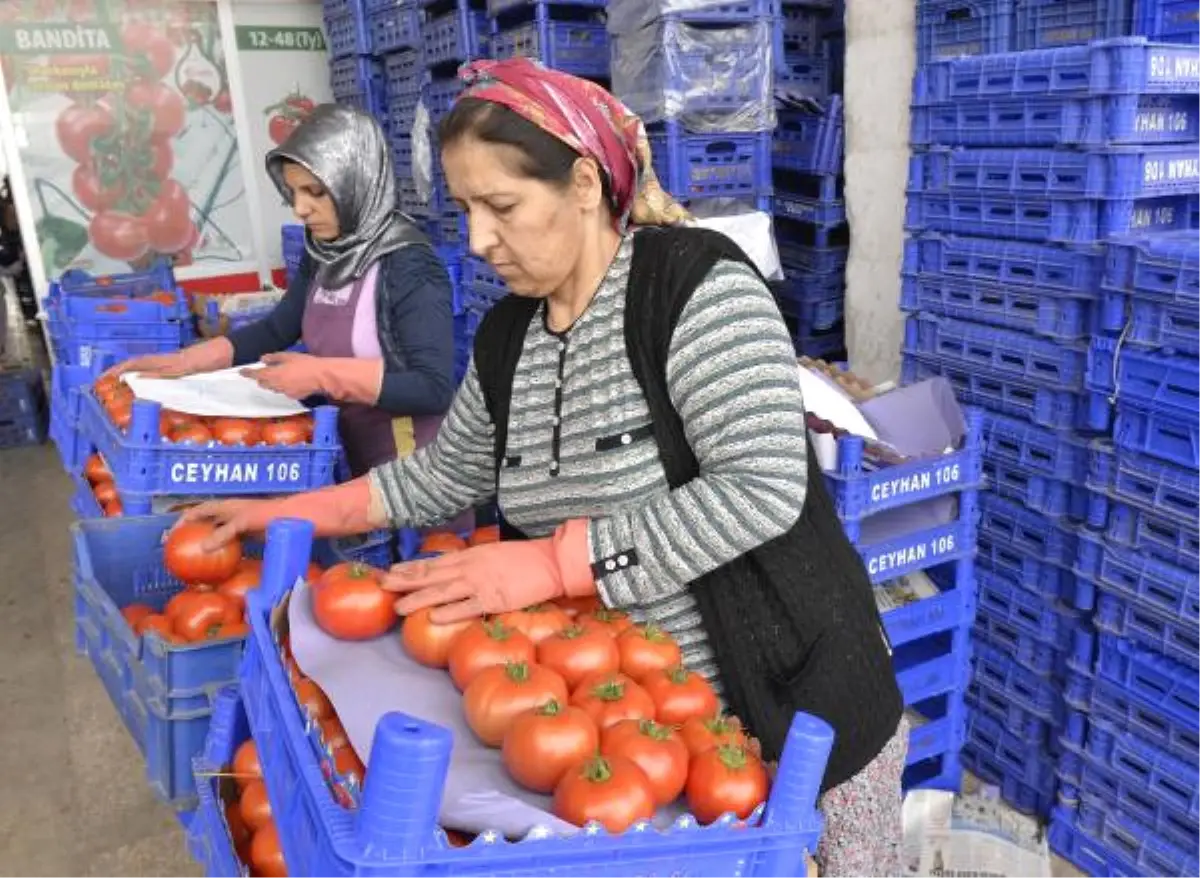 Domatesin Ateşi Düşüyor