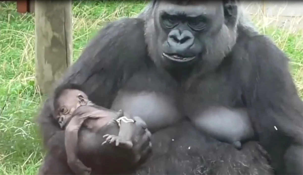 Gorilin Ana Şefkati Görenleri Şaşırtıyor