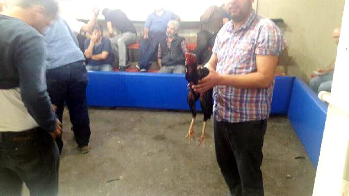 Horoz Dövüşü Vahşeti