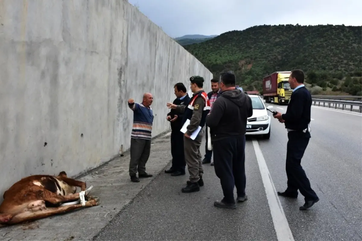 Kastamonu\'da D-100 Karayoluna İnek Düştü