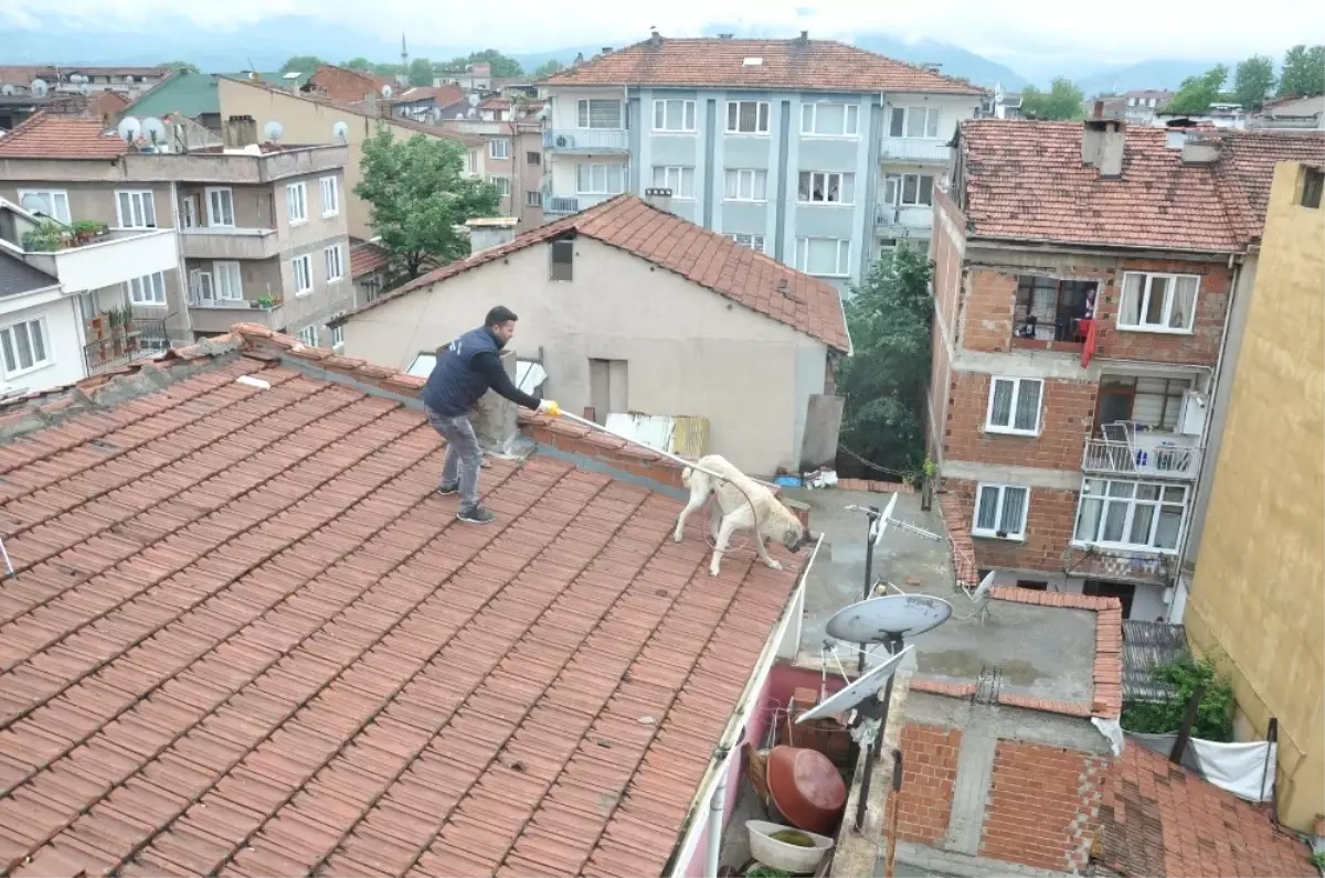 Mahsur Kalan Köpek İçin Seferberlik