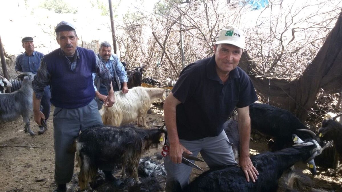 Milas\'ta Yörükler İmece Usulüyle Keçi Kırkımı Yaptı