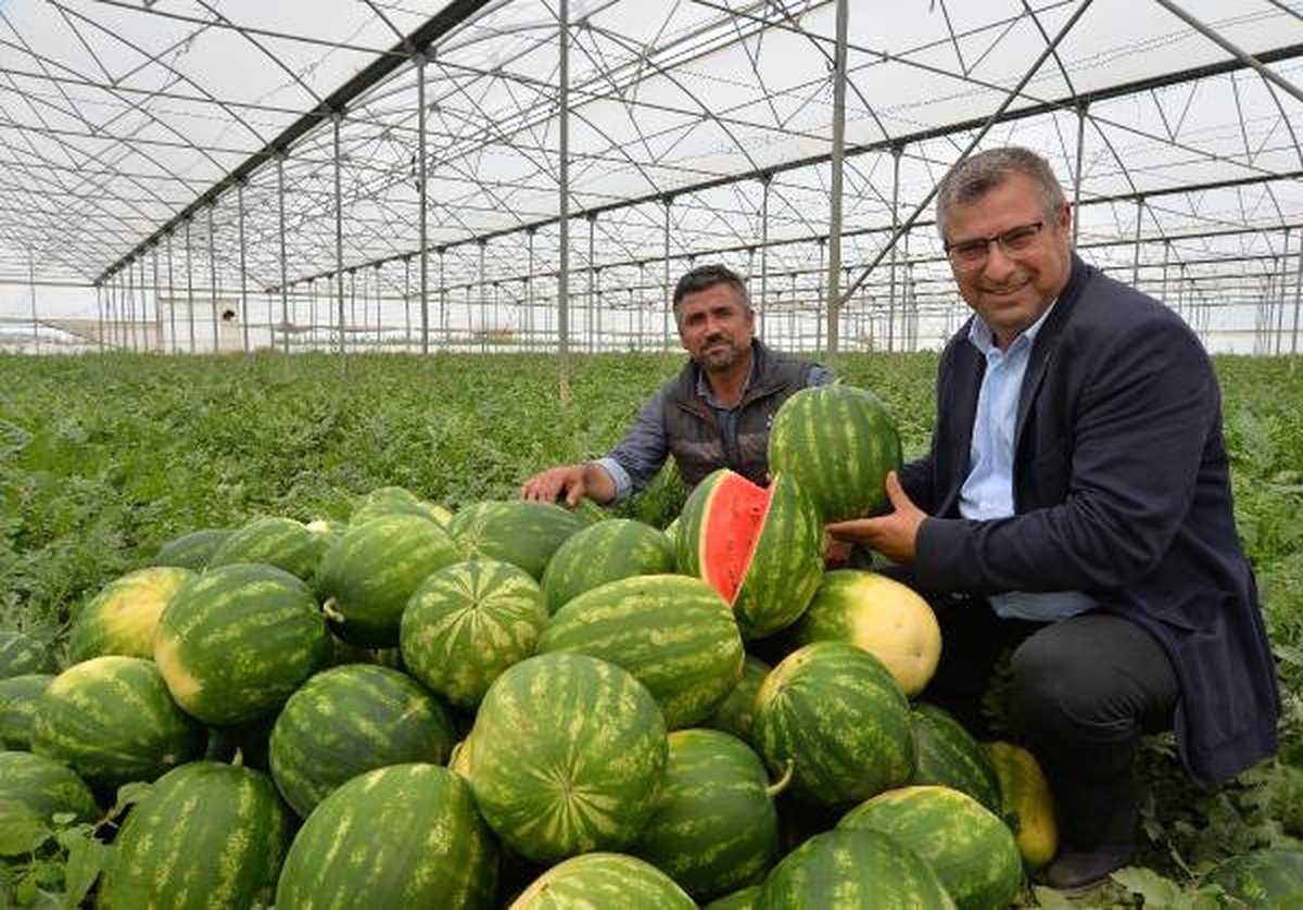 Adana\'nın Turfanda Karpuzu Piyasaya Çıkıyor