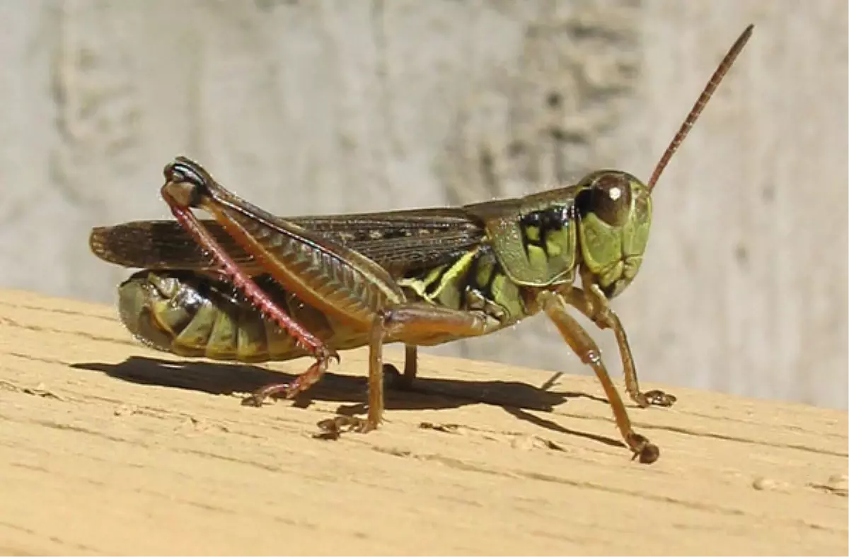 Akseki\'de Çekirgeyle Mücadele Başladı