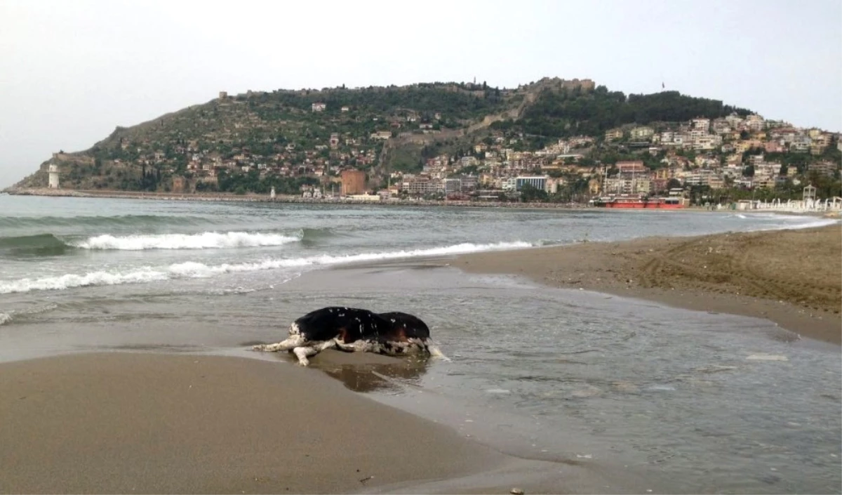 Alanya\'da İnek Ölüsü Sahile Vurdu