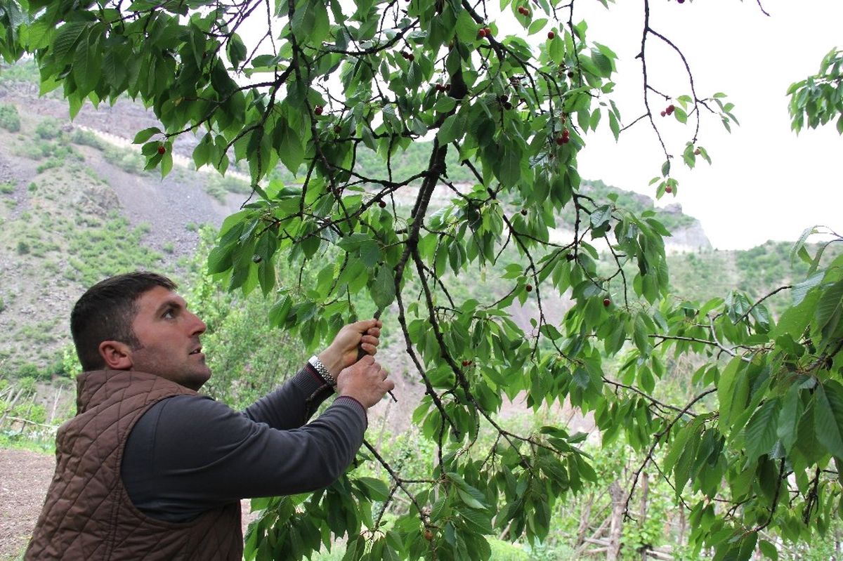 Artvin\'de Kiraz Hasadı Başladı