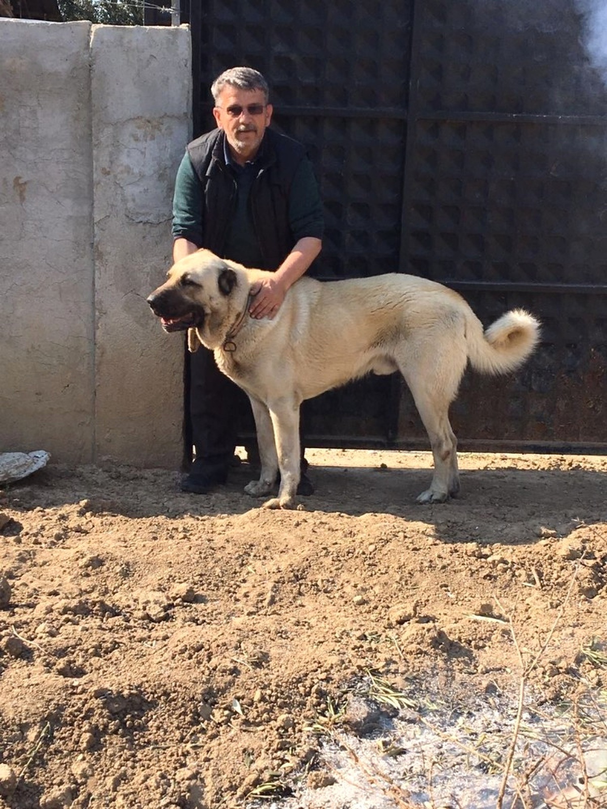 Burhaniye\'de Çalınan Köpek Jandarmayı Alarma Geçirdi