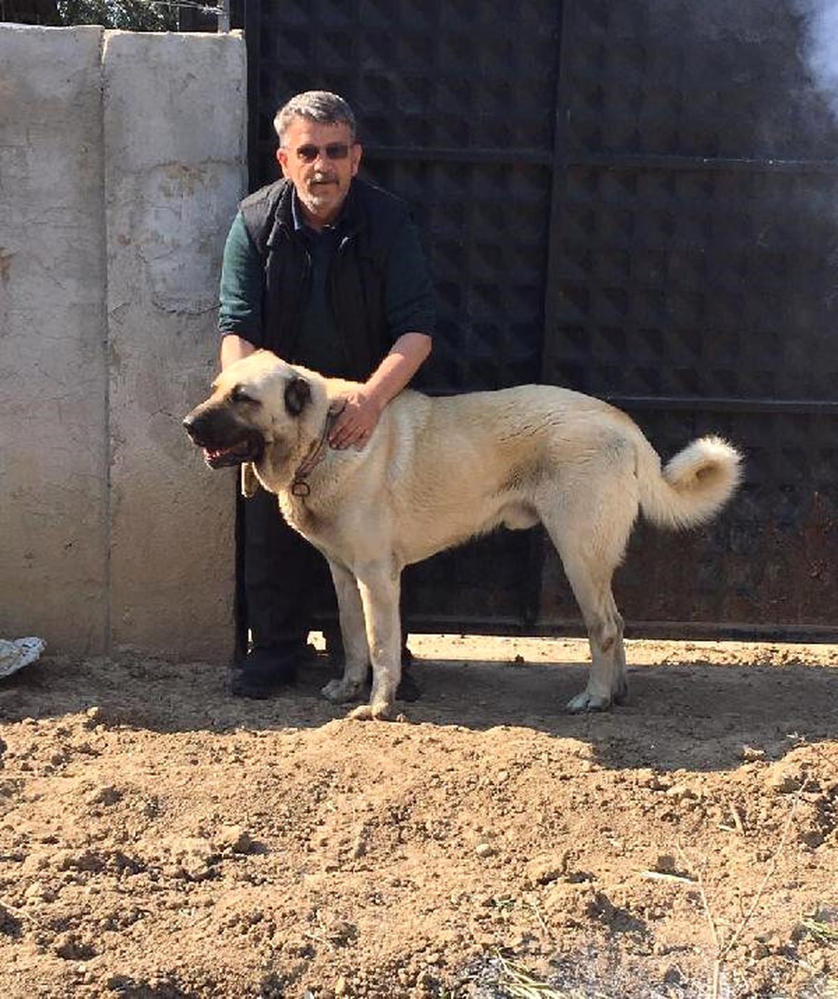 Çalınan Çoban Köpeğini Jandarma Buldu