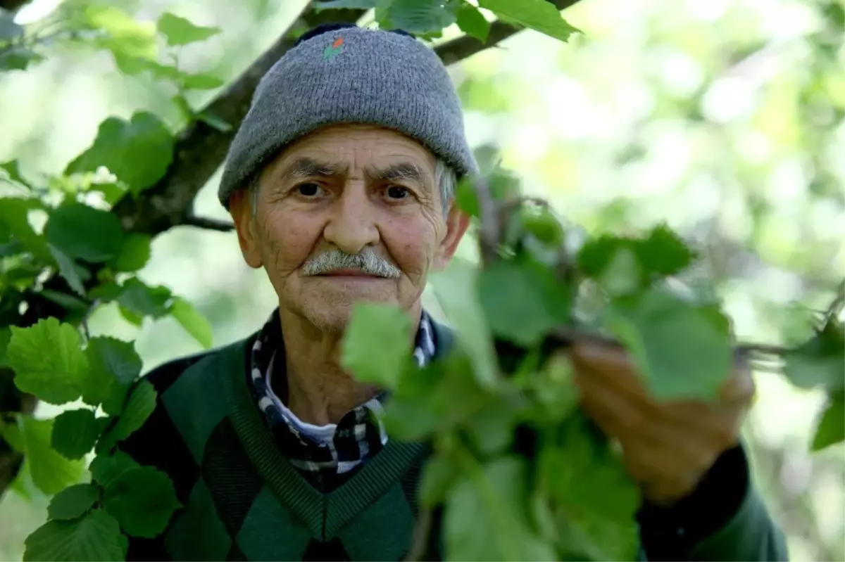 Giresun\'da Dün Gece Etkili Olan Fırtına Fındık Bahçelerine Zarar Verdi