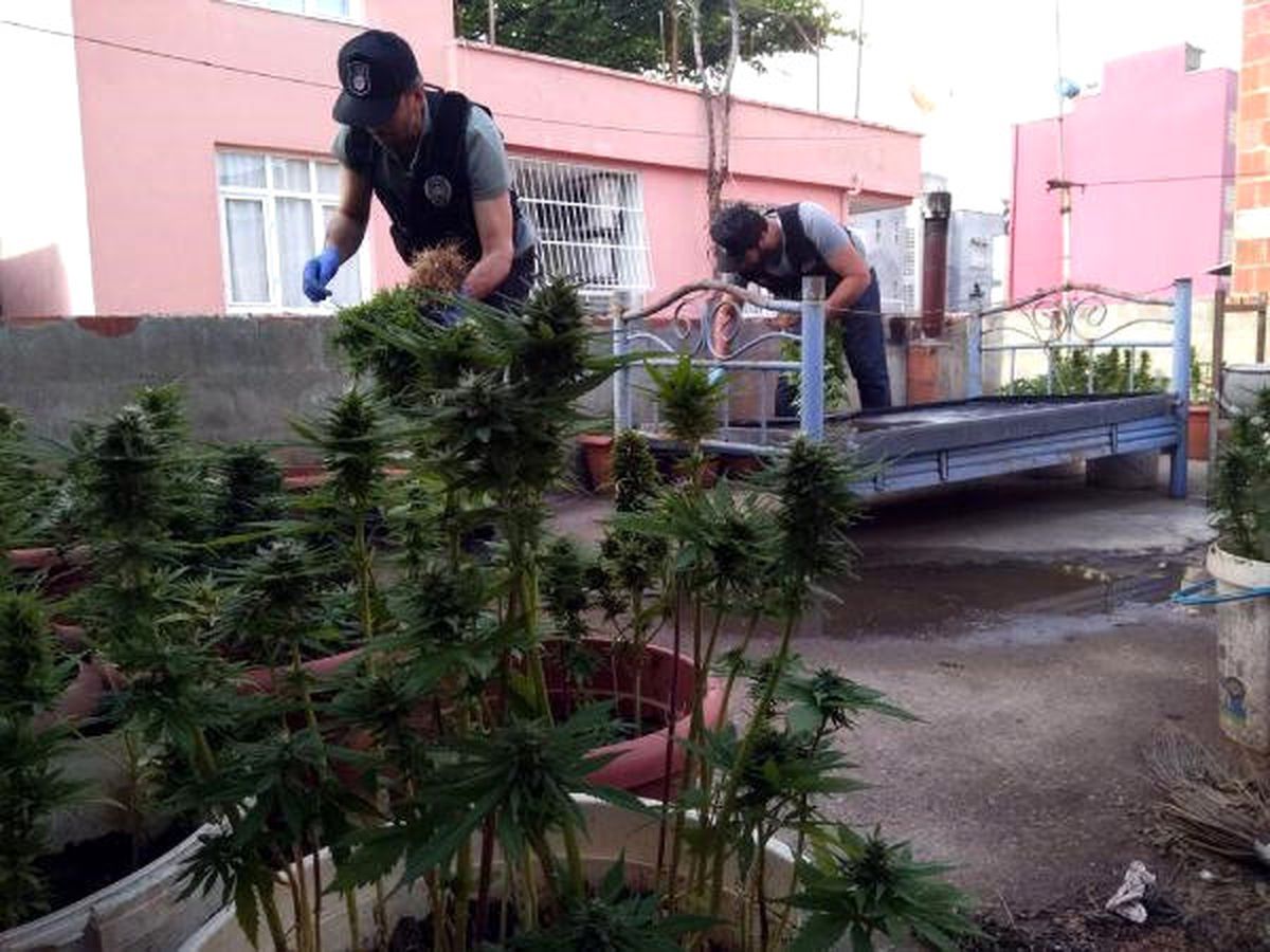Kaliteli Uyuşturucu Bulamayınca Kendisi Yetiştirmiş