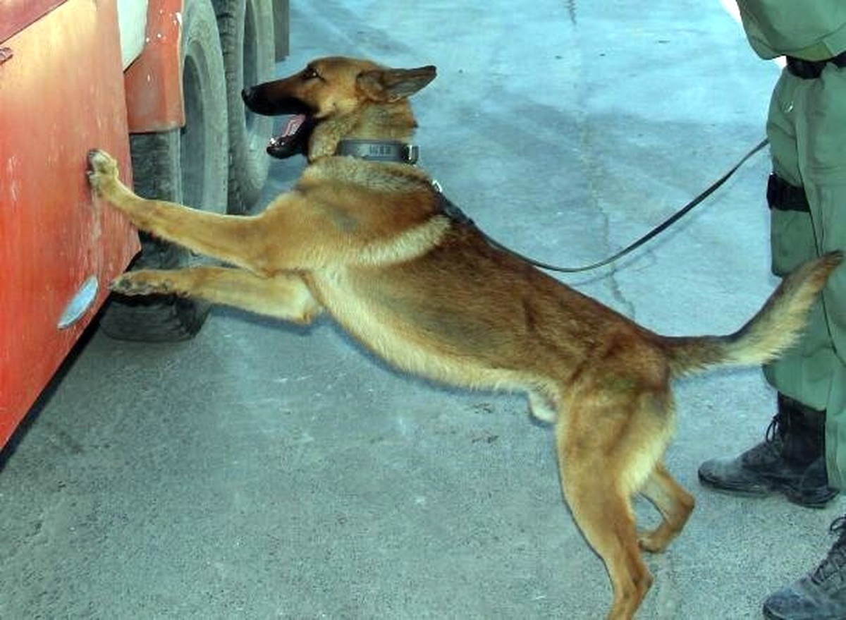 Narkotik Köpeği \'Dino\' Uyuşturucu Tacirlerine Göz Açtırmıyor