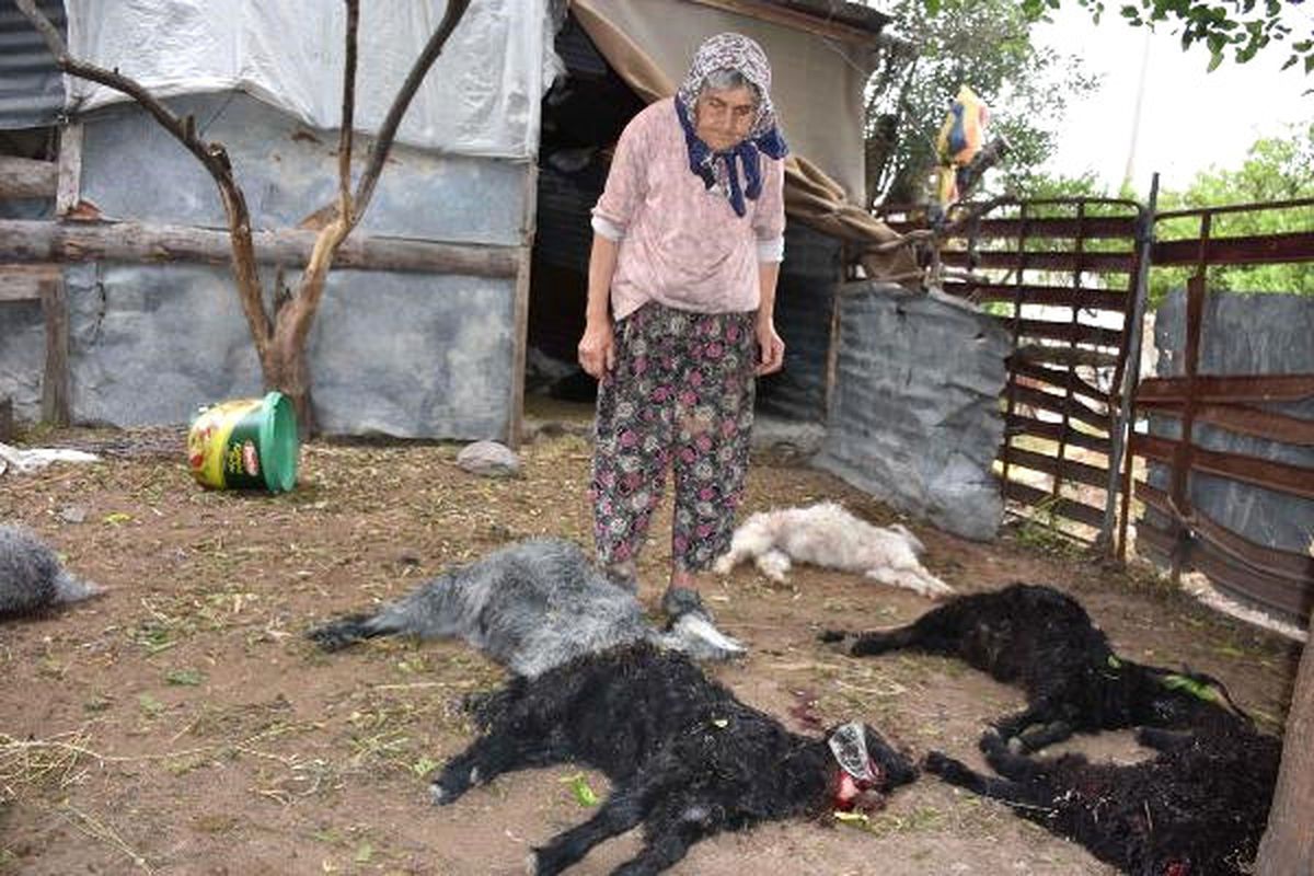 Sahipsiz Köpek Ağıla Saldırıp 13 Oğlağı Parçaladı
