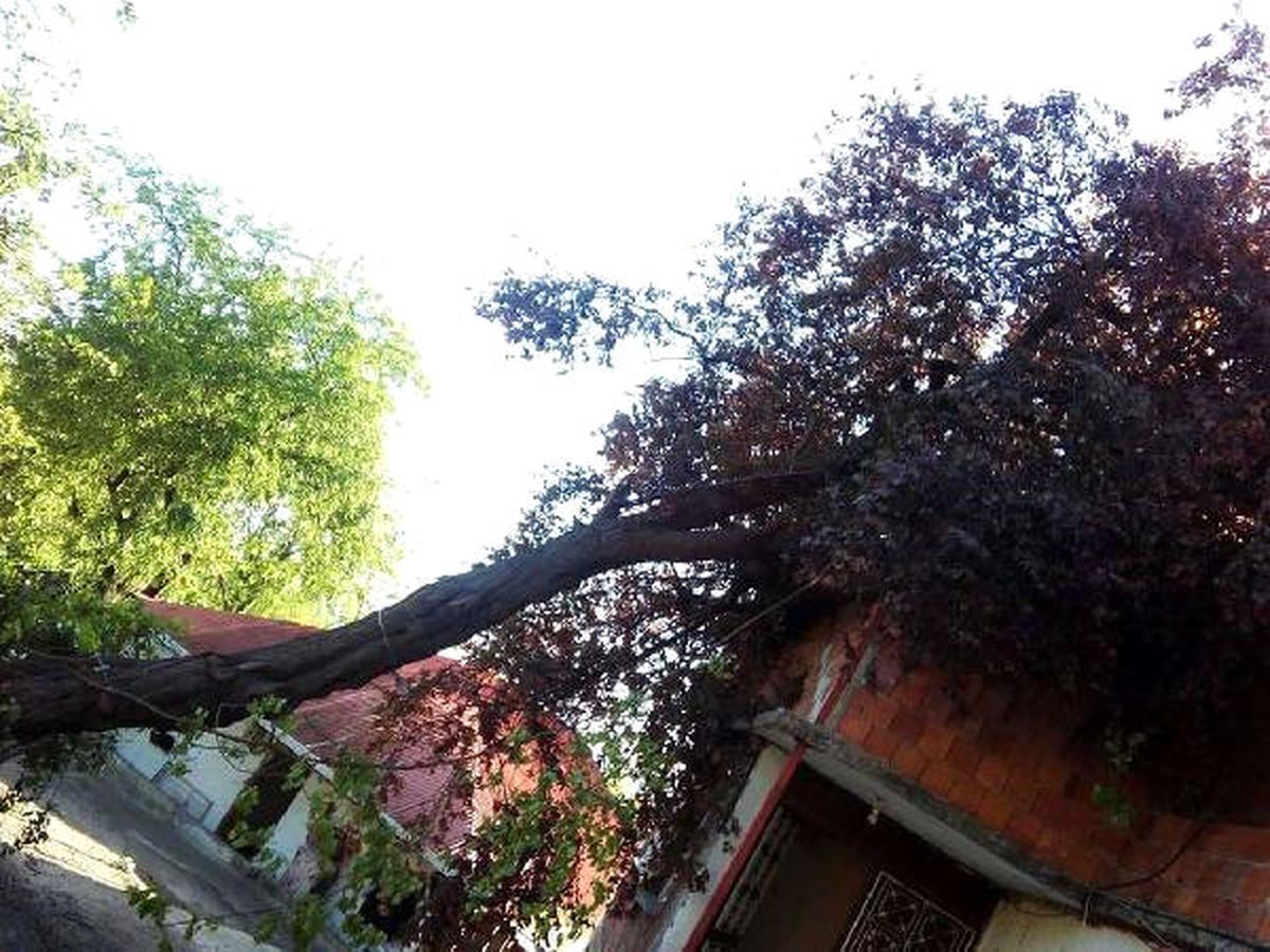 Şiddetli Rüzgar, Ordu\'da Etkili Oldu