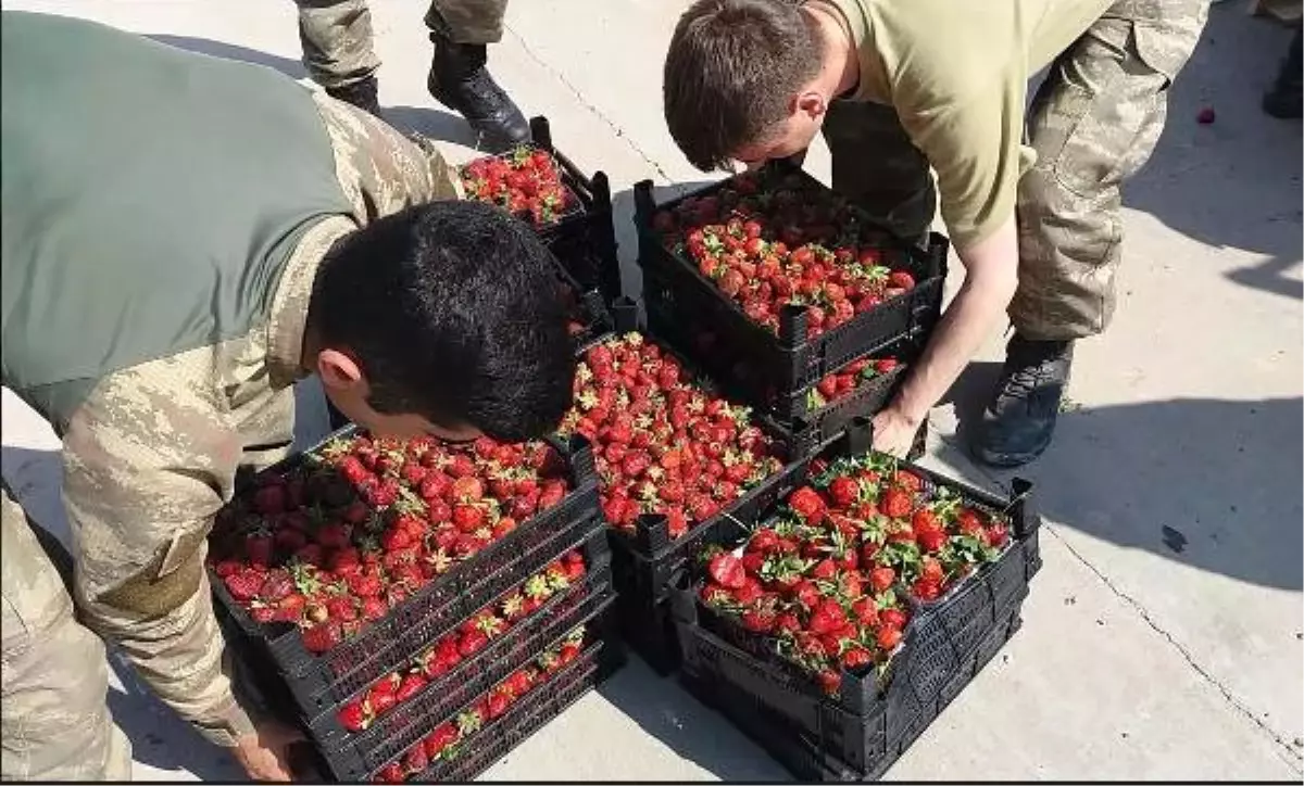 Suriye\'de Görev Yapan Mehmetçiğe Anamur Çileği