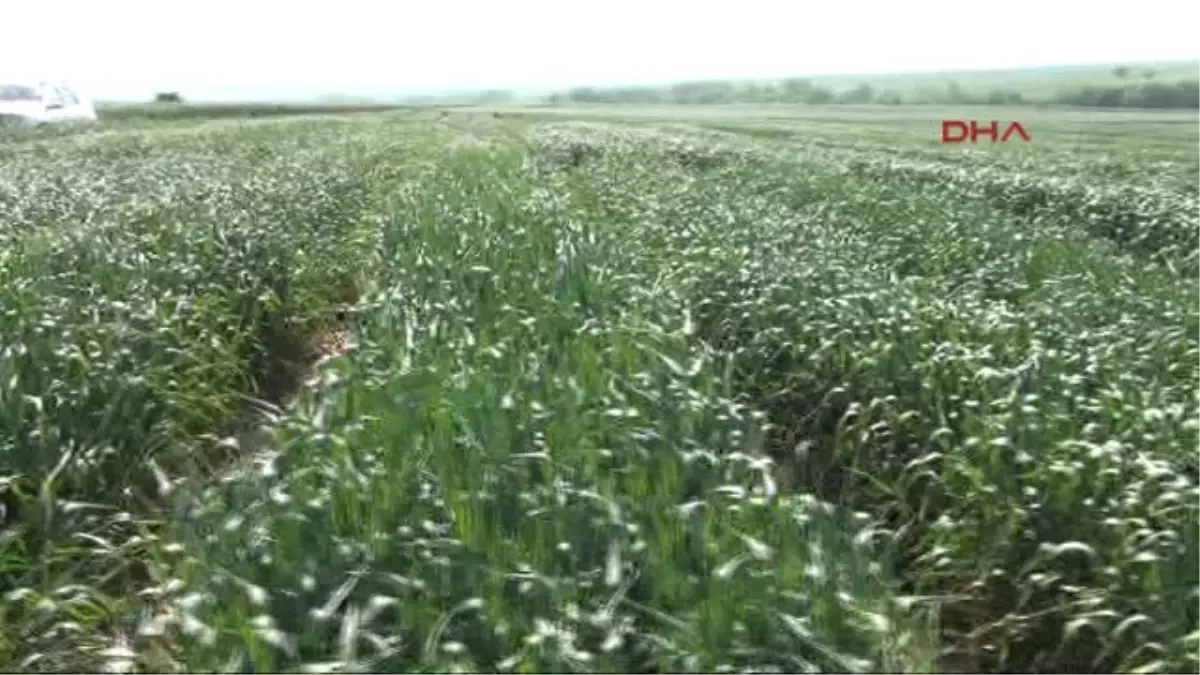 Tekirdağ Vali Ceylan, Yerli Tohum Üreten Tesisleri Gezdi