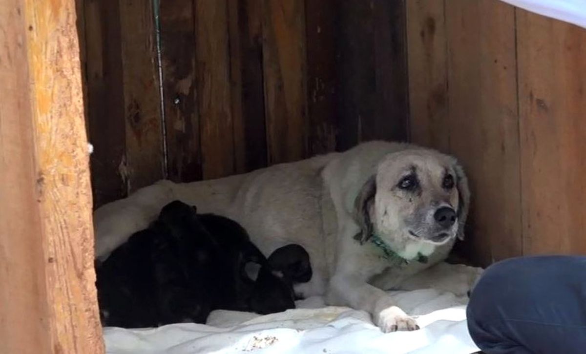 Yavru Kurtlara Anne Köpek Şefkati