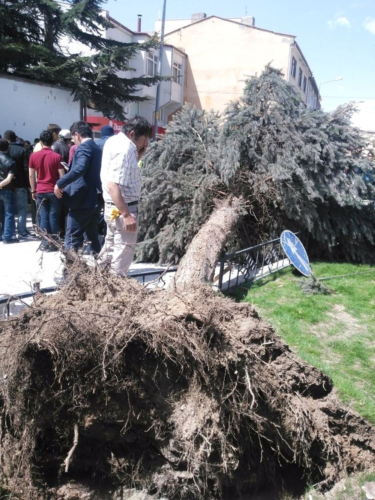 Belediye İşçisinin Üzerine Ağaç Devrildi