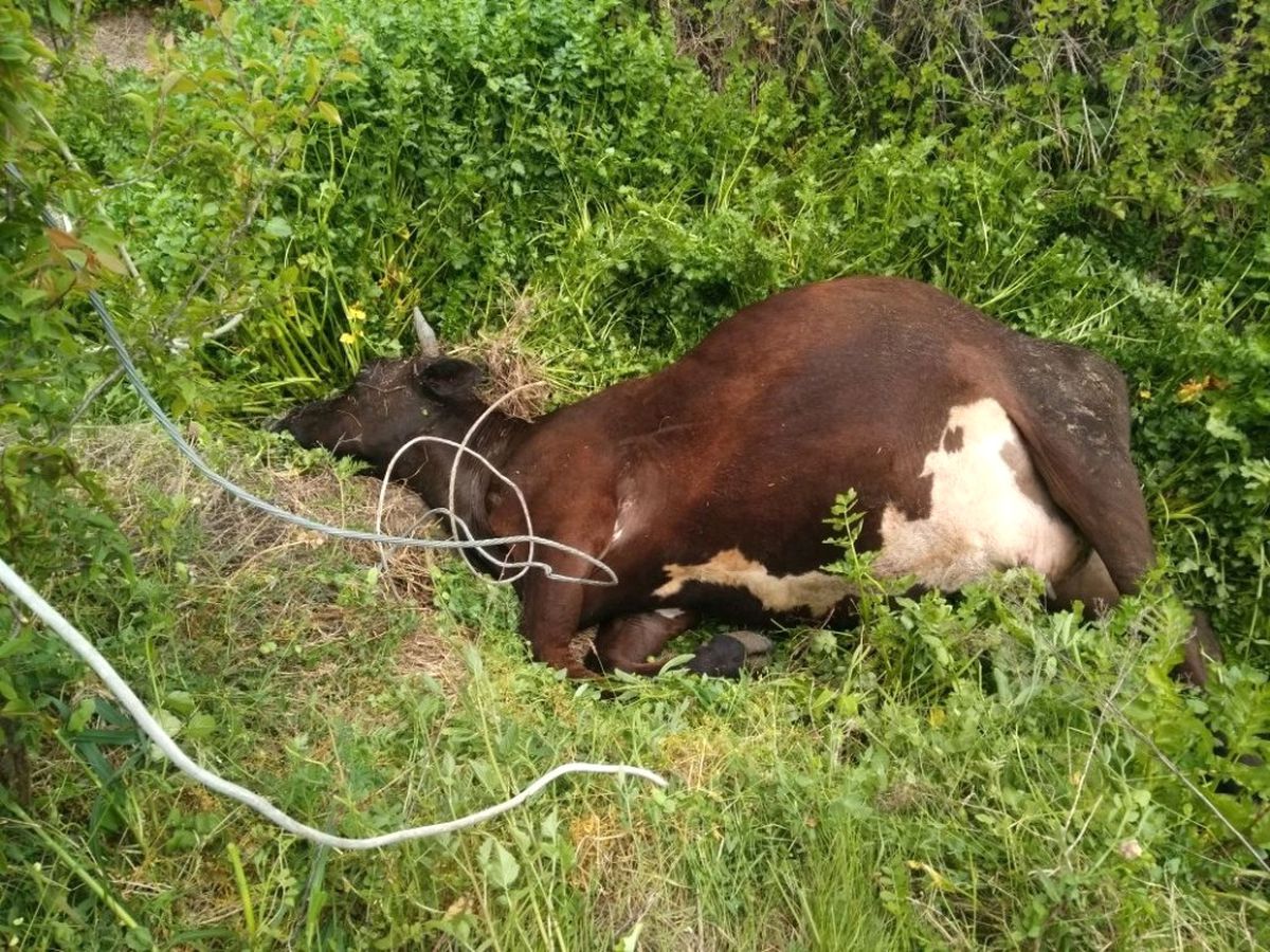 Elektrik Akımına Kapıldığı İddia Edilen 2 İnek Telef Oldu