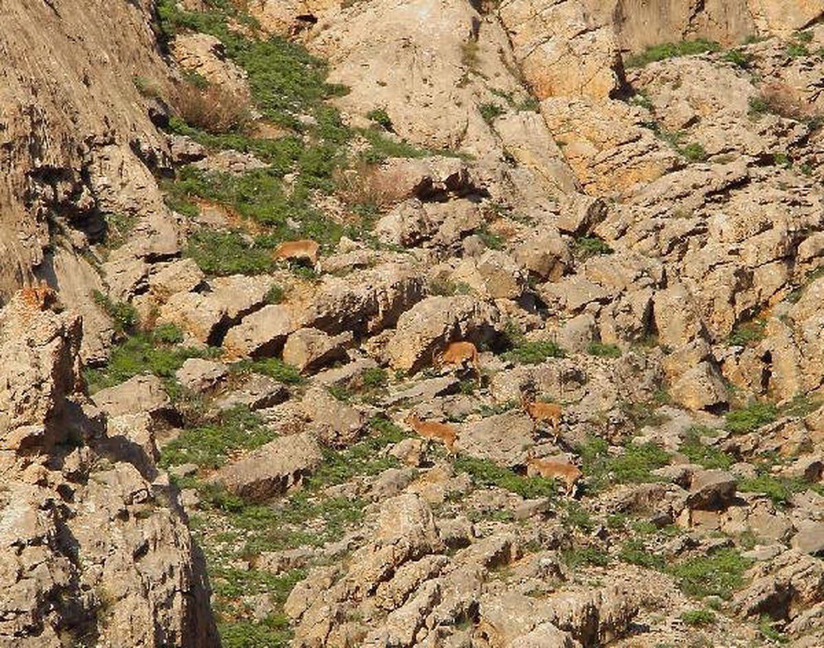 Hakkari\'de Dağcılar Dağ Keçilerini Görüntülendi