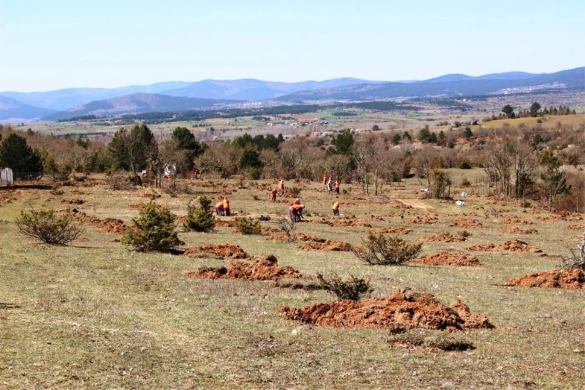 Kastamonu\'da Trüf Mantarı Ormanı İçin Çalışmalar Başlatıldı