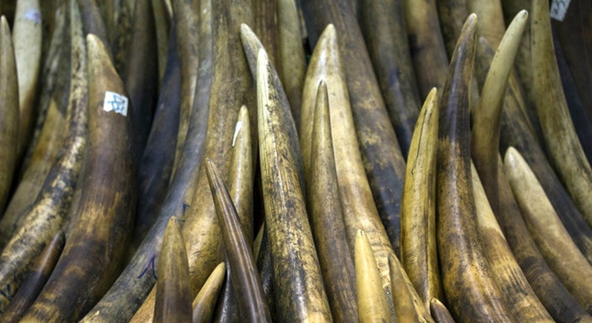Kenya\'da Fil Dişi Kaçakçılığı