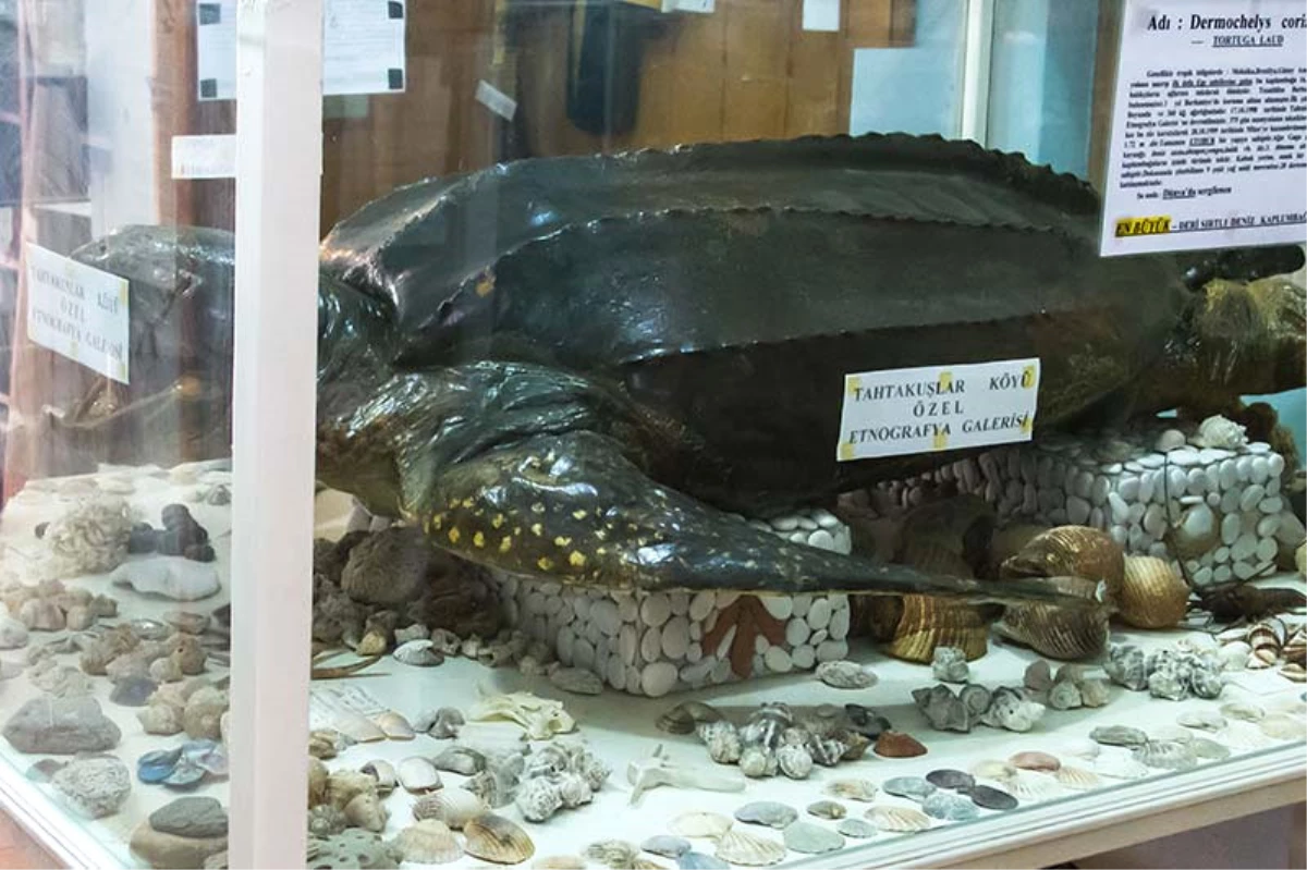 Muğla\'daki Deniz Kaplumbağaları Müzesi\'ne Yoğun İlgi