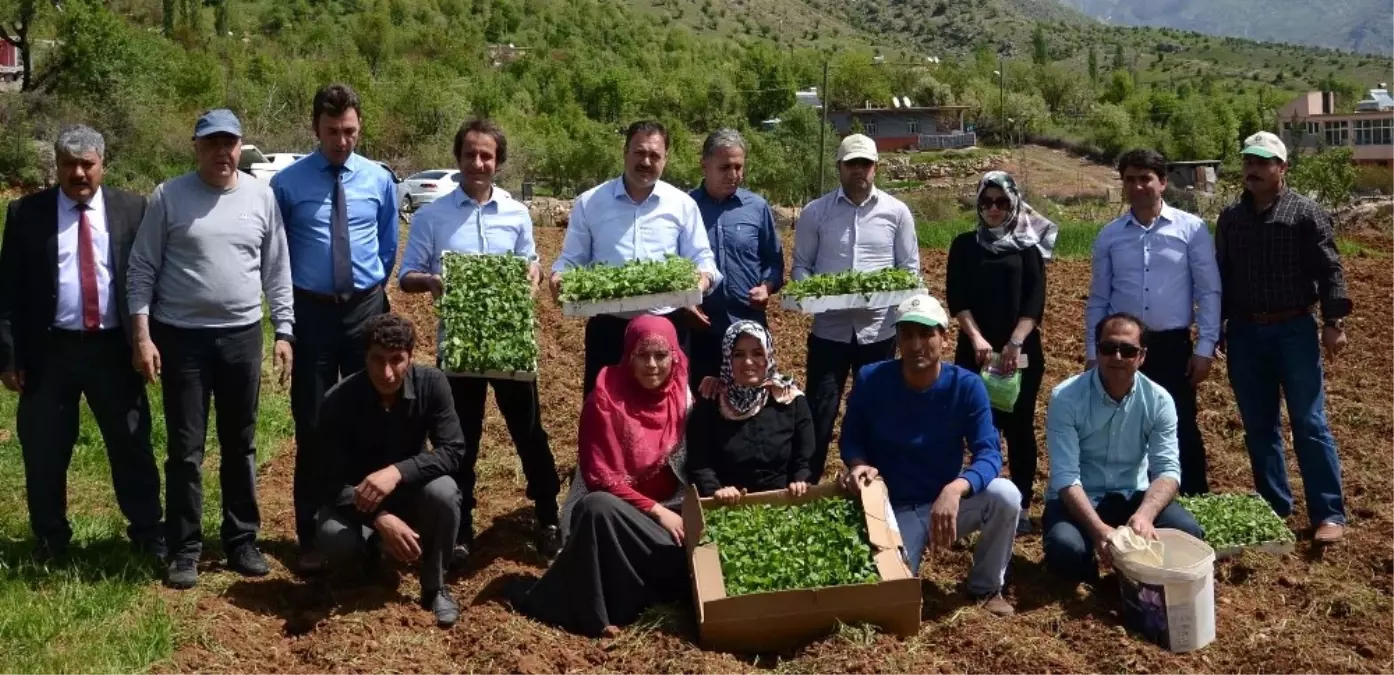 Bitlis\'te Tıbbi ve Aromatik Bitkiler Toprakla Buluştu