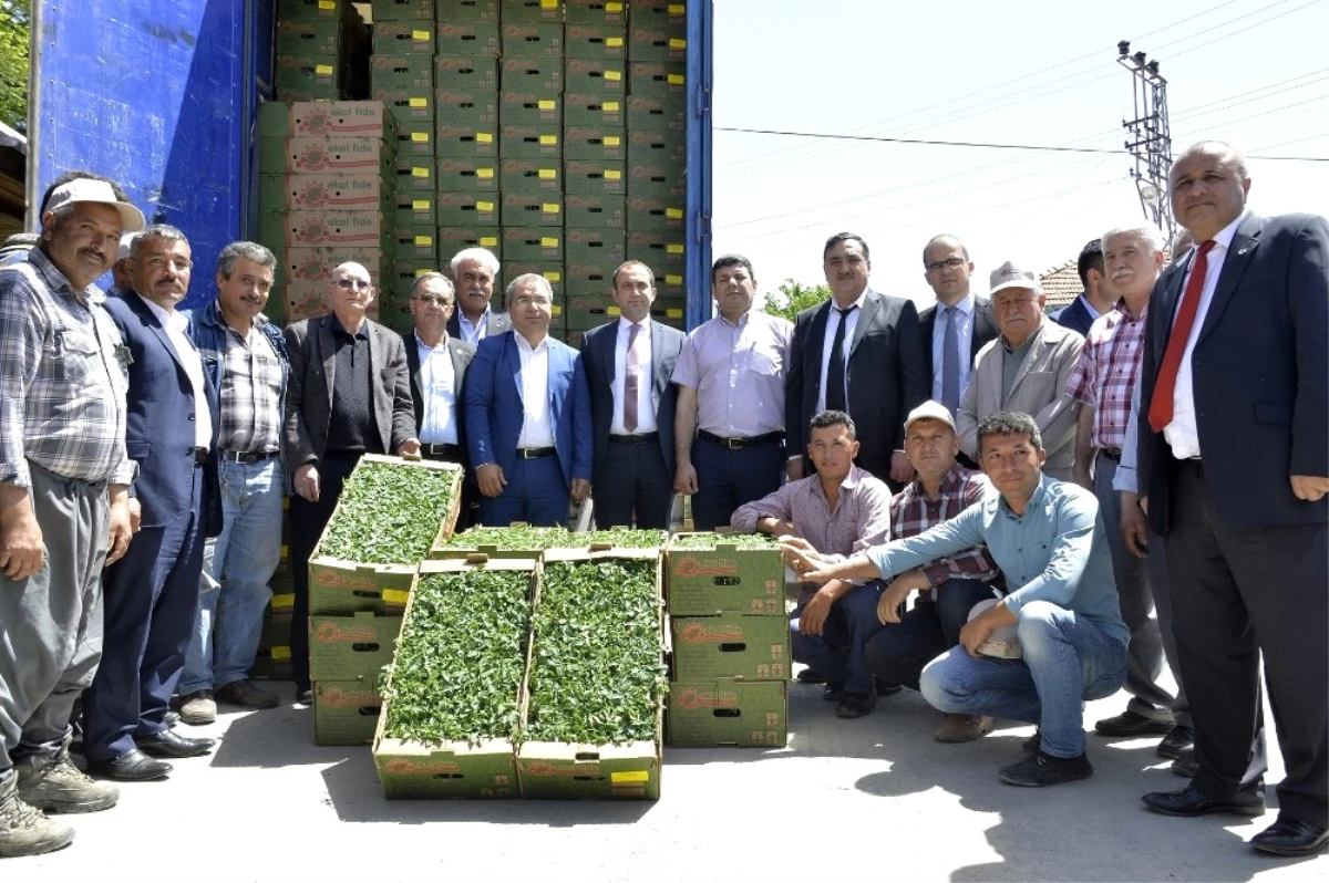 Büyükşehir Belediyesi, Çamlıyayla Çiftçisine 260 Bin Domates Fidesi Dağıttı