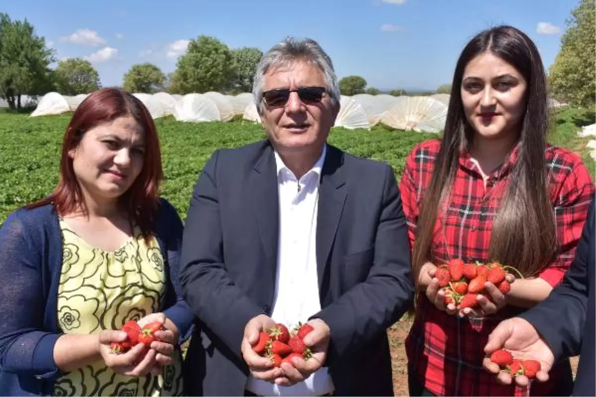 Çilekin Başkentinde Festival Heyecanı