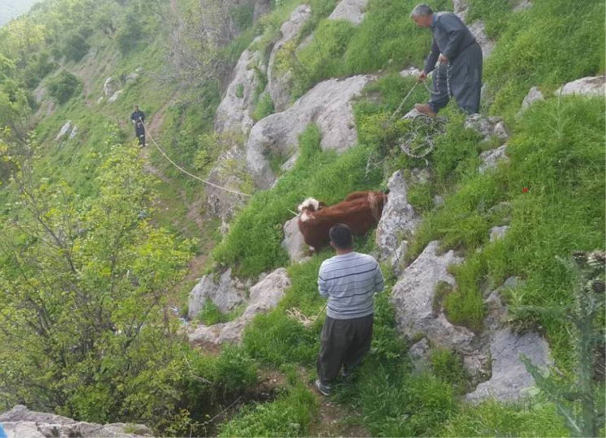 Köylüler, İnek Sürüsünü Kurtarmak İçin Kayaları Parçaladı