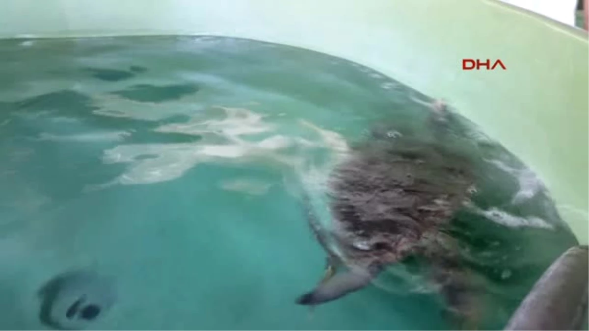 Muğla Ortaca Iyileşen Deniz Kaplumbağaları Denize Salındı