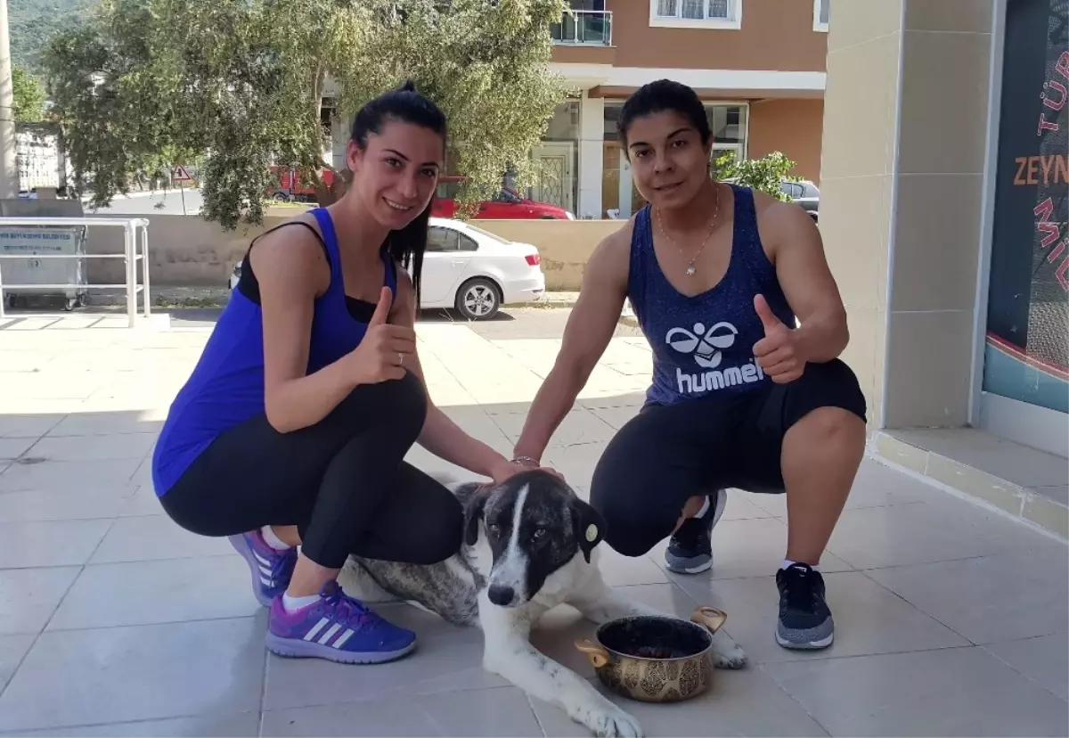 Sokak Köpeklerini Besleyen Sporcu Kadınlara Darp İddiası