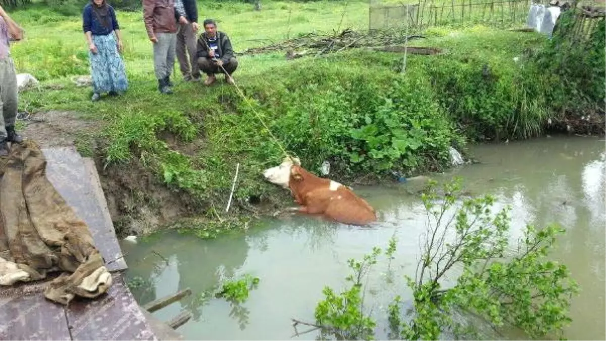 Su Kanalına Düşen İneği İtfaiye Kurtardı