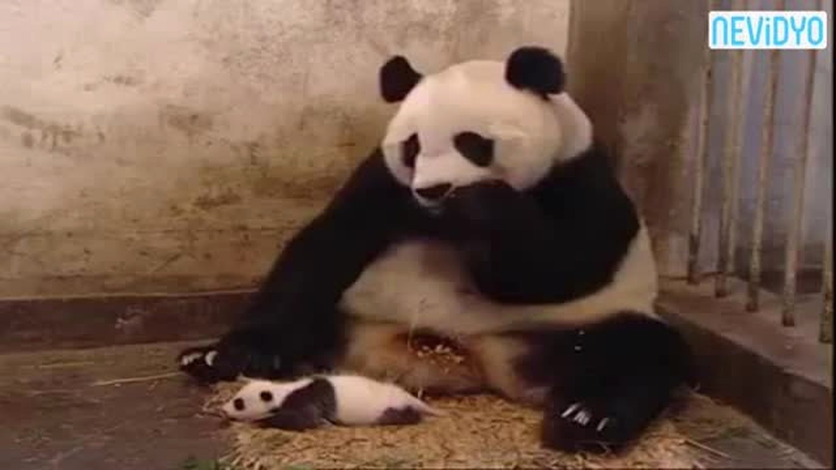 Yavru Pandanın Hapşırığı Sosyal Medyayı Salladı