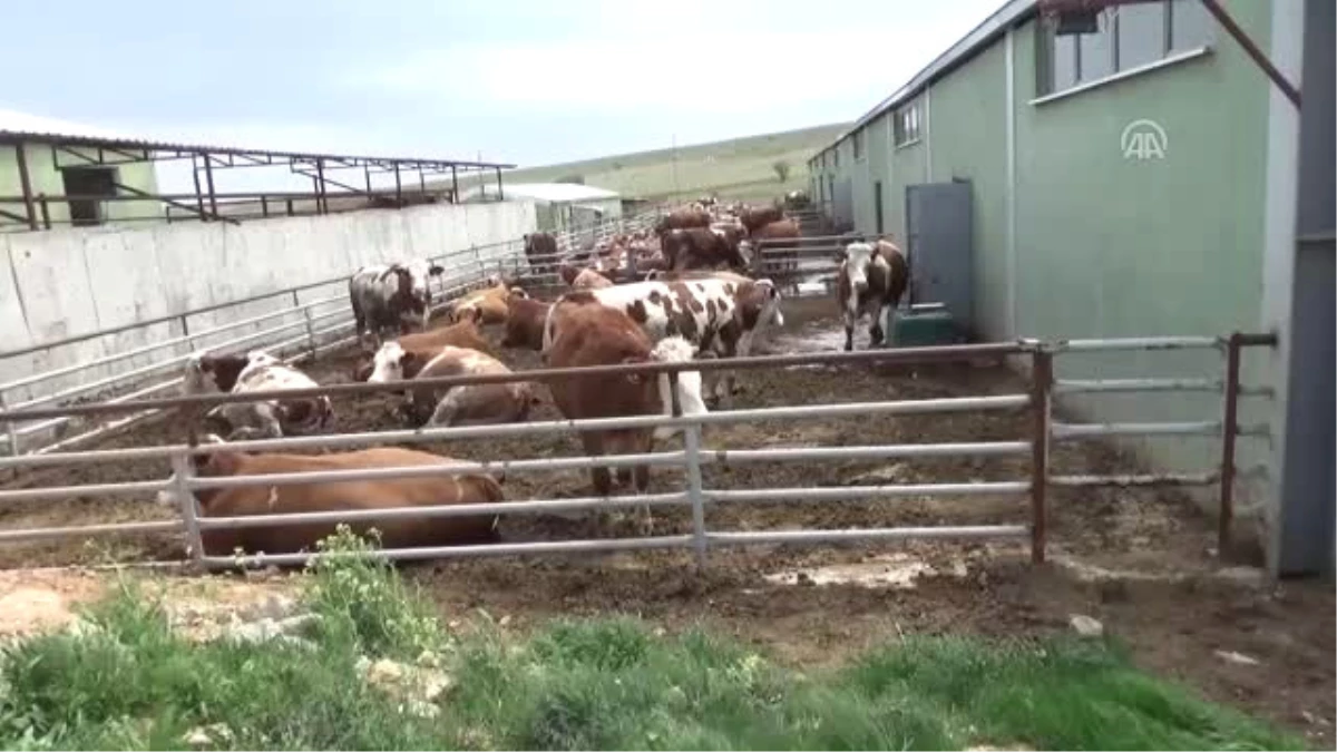 Çiftliğinde "Kızlarım" Dediği Süt Ineklerinin Her Şeyiyle Ilgileniyor